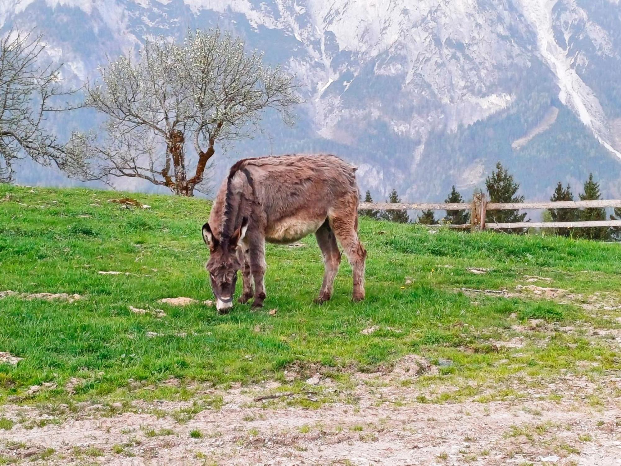 Mountain Residence Riesgut Werfen Dış mekan fotoğraf